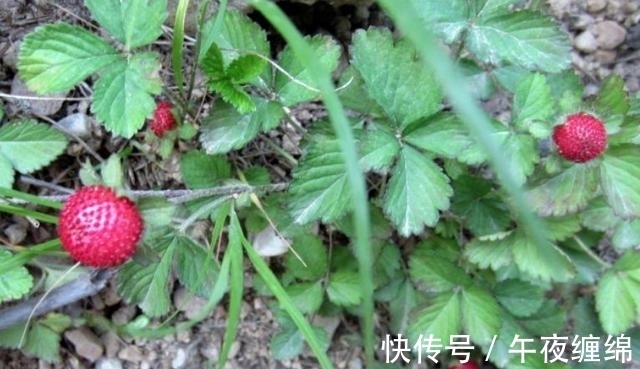 价值|农村一种野果,很多人不敢吃,却不知价值如此珍贵