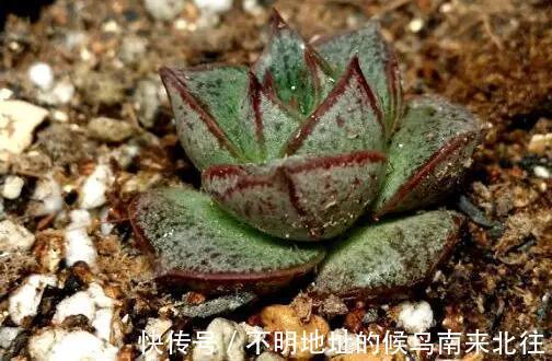 60种多肉图鉴及养护要点，1分钟学会，超全超实用！