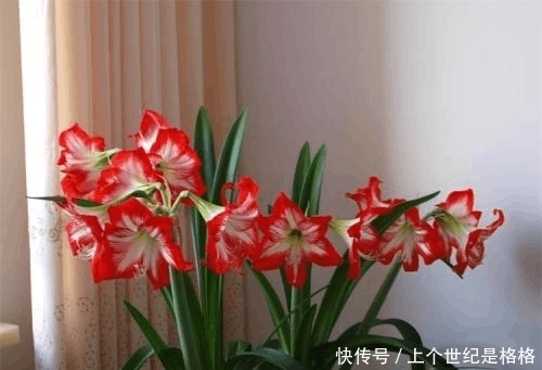 想要阳台四季如春,有花赏,5款植物少不了