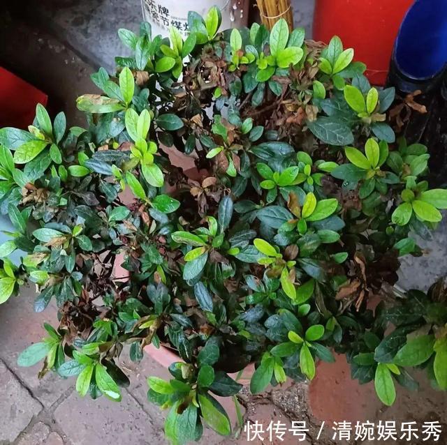 10种“垃圾”不要丢,拿来养花效果好,还能省下一笔钱