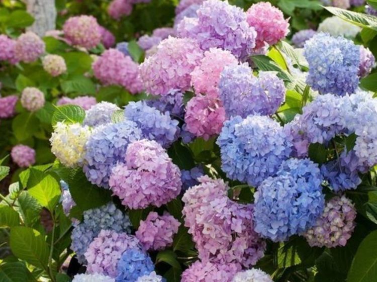 居家就养此款花卉,不闻不问,五彩缤纷,你见过吗?