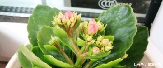 3种花冬天养,忍住“30天”不浇水,反而越养越旺,“窜”满盆!