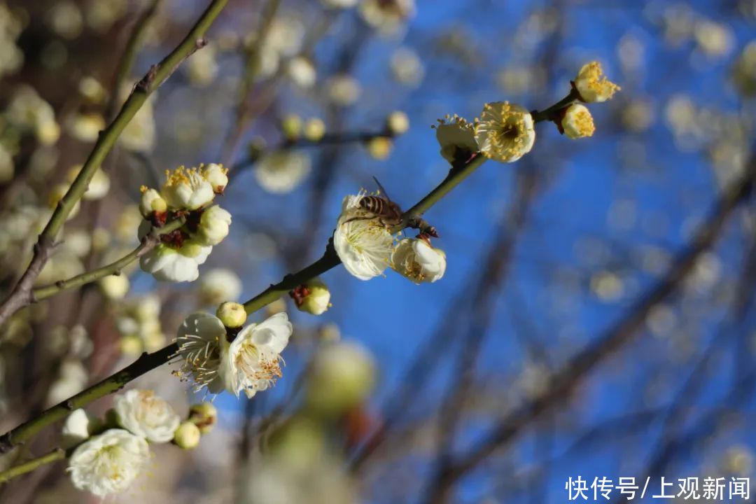 走进|梅开五福！普陀这里简直“美爆了”