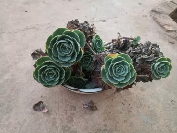 路边被人丢掉的名贵花,丢人也要捡,种盆里就开花