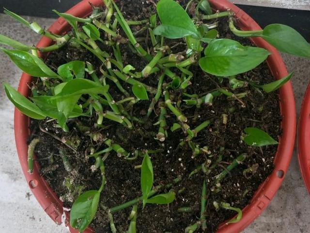 叶子|嫌花长的丑,趁现在砍头,满盆都是新叶子!