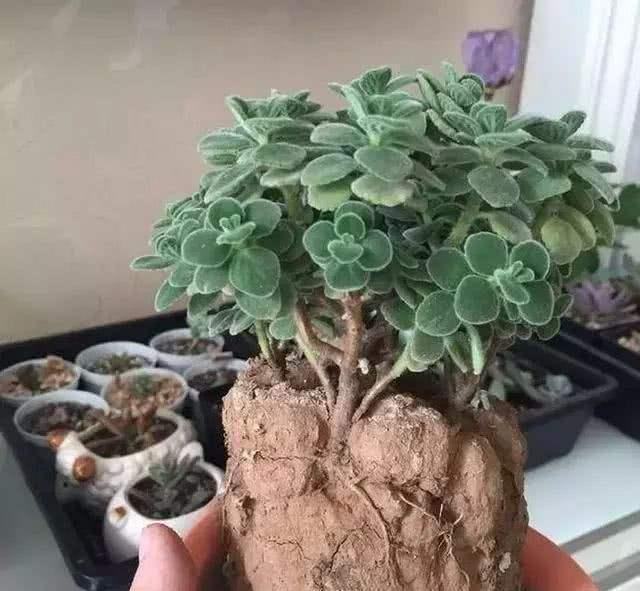 裂开|花盆里的土壤“裂开”了,“1把它”撒下去,3天变疏松,根系健壮