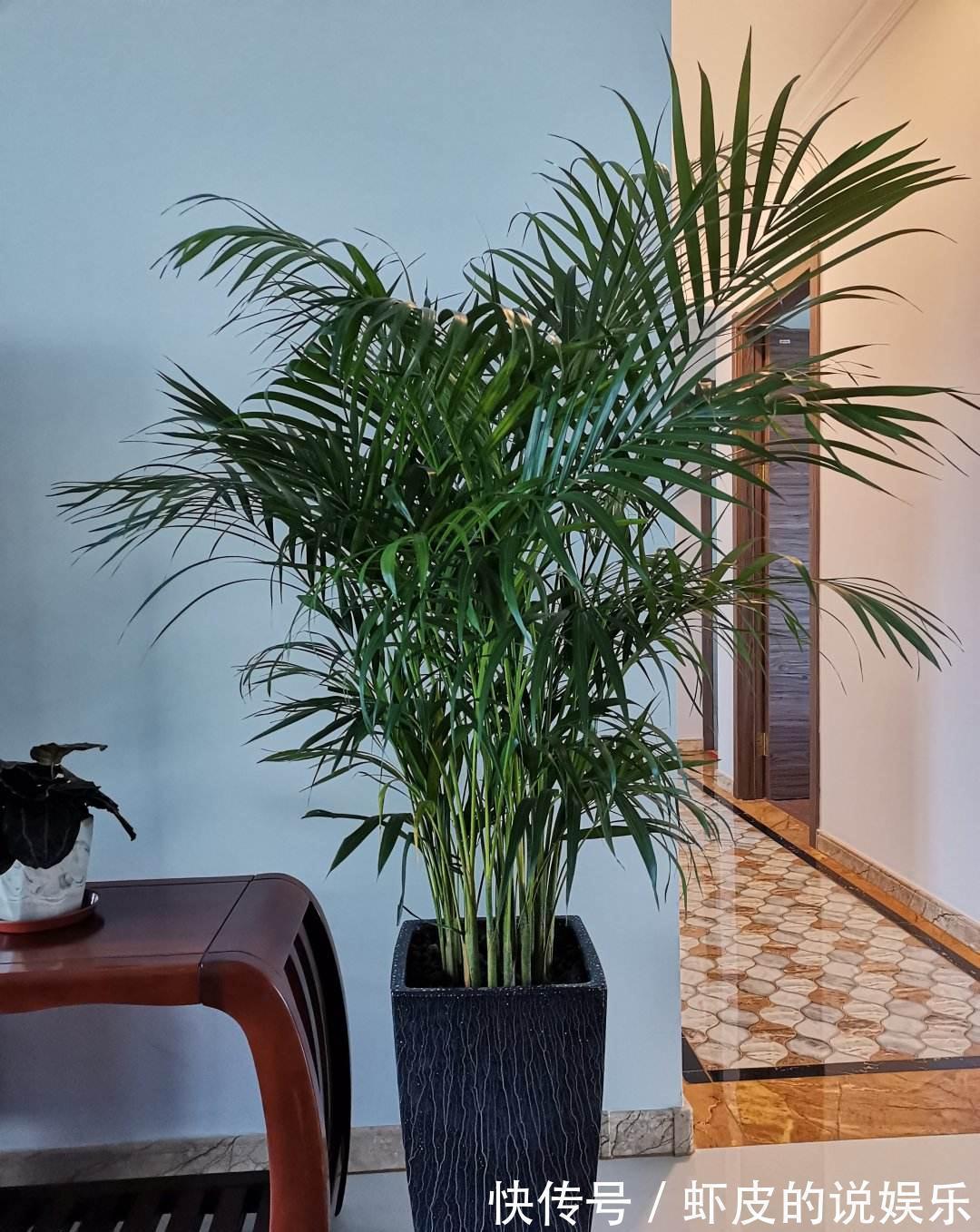 空气|12种“健康花”,家里没太阳,照样长爆盆,贵气漂亮,旺家又养人