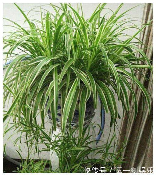 8种绿植，家里养一盆，废气吸光光，净化空气一级棒