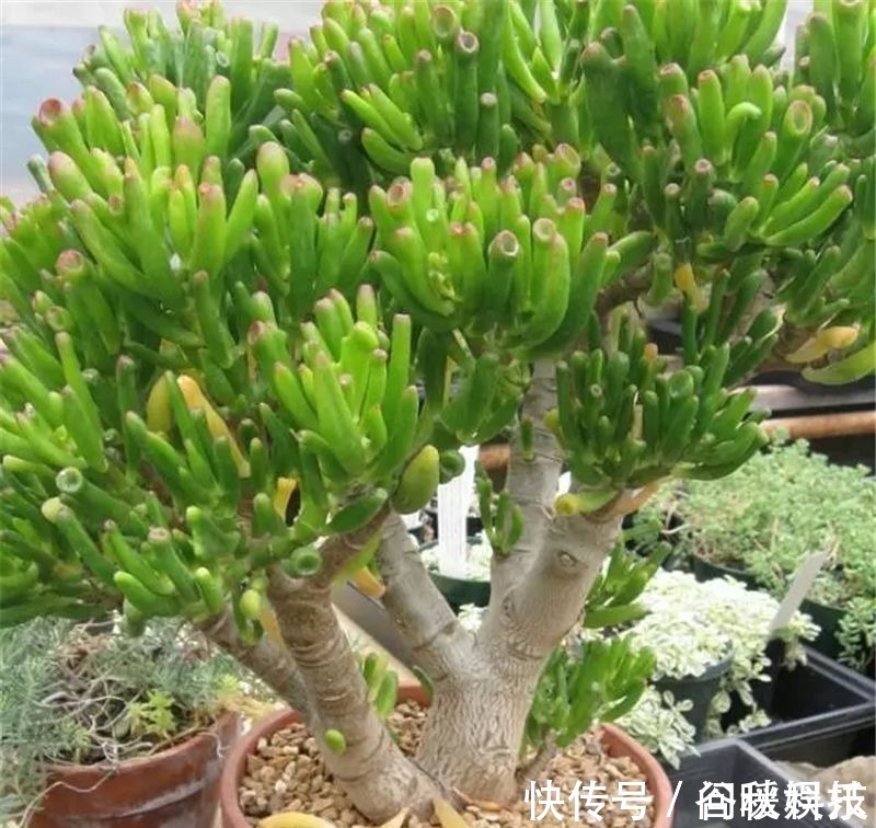 盆栽|家里摆上10种花,越来越兴旺、发达,个个都是“吉祥”花