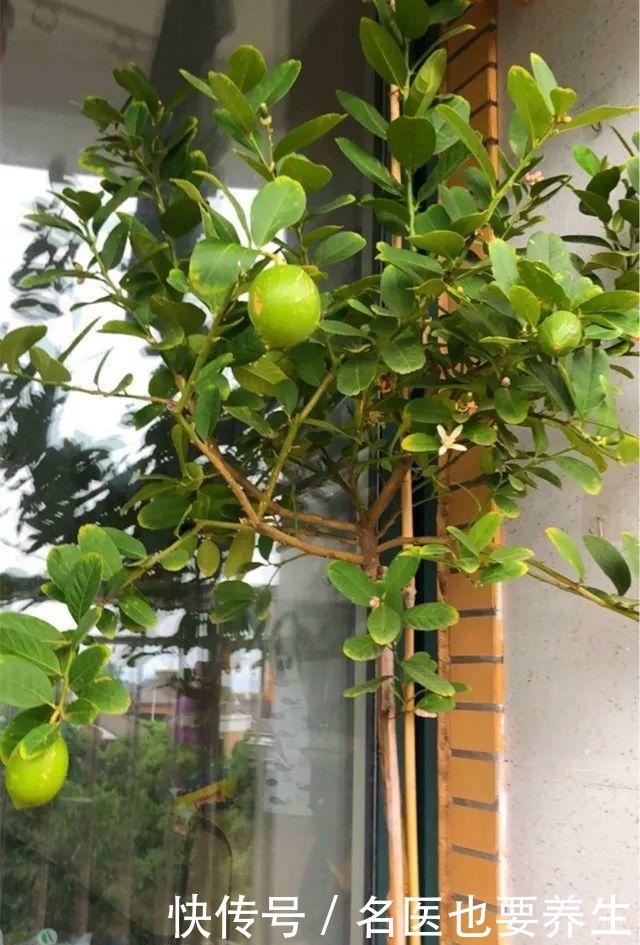 花香堪比香水,邻居大妈都追着问,眼馋极了!