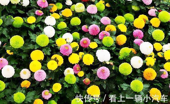 乒乓菊,最好养的菊花,谨记5点,花开全年