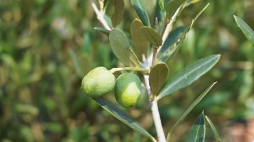 排毒养颜|对身体最好的3种食物,补血益气,养护血管,促进排便