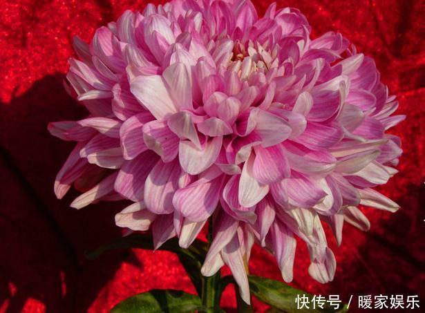 喜欢菊花，不如养盆“稀世名菊”七彩莲花，似美人偏偏，娇艳高贵