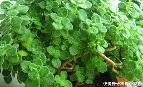 蚊子最害怕此3种花,房间里一定要放几盆,没想到蚊香钱都省了