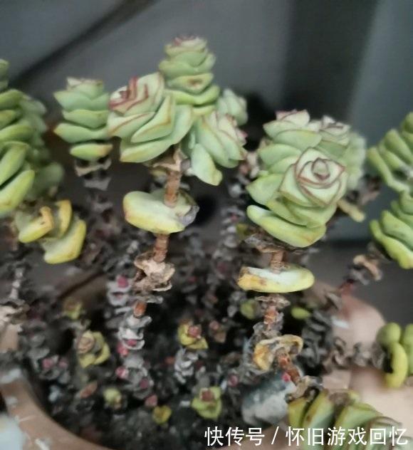 长成八爪鱼的多肉钱串,很好养,种到盆里就能长,就是没状态