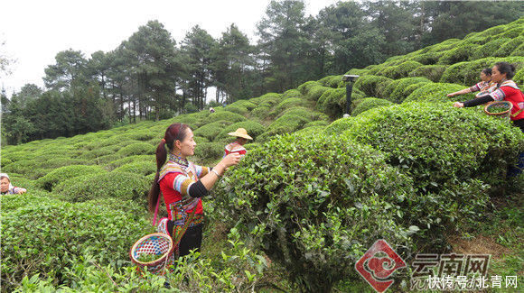 云南元阳：抢抓好时节 茶农采茶忙