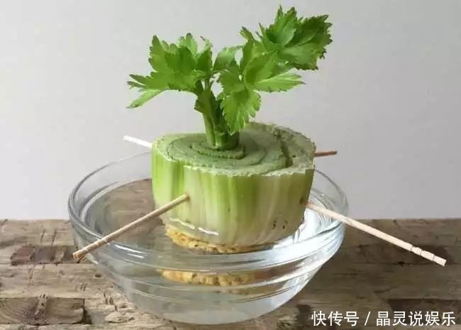 阳台上|不用种子,切下的菜根放盆里,阳台长满小绿苗!