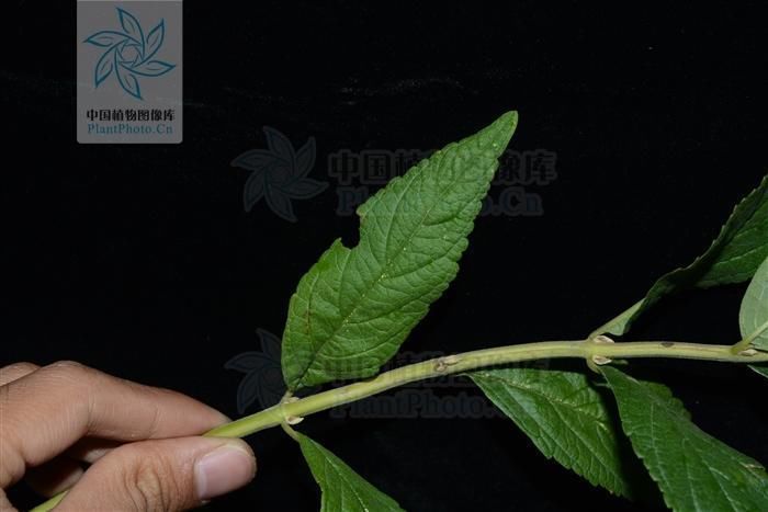 披针形|四楞蒿,见过吗散风寒,止咳主风寒感冒、咳嗽、百日咳