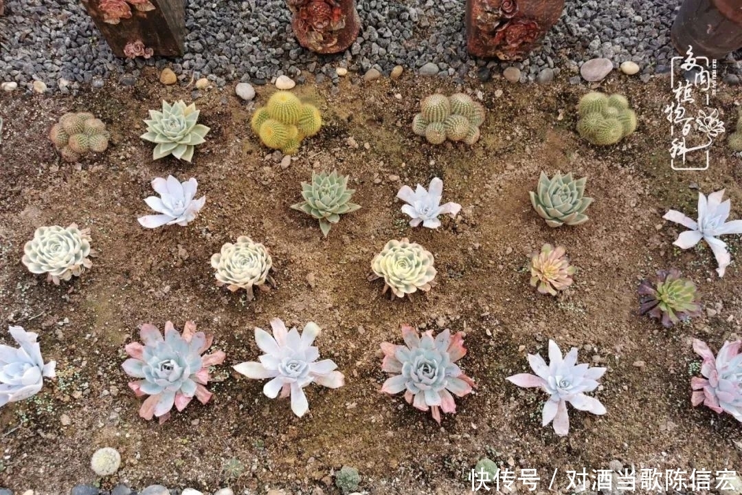 多肉桃花源:别人笑我太疯癫,我笑他人看不穿!