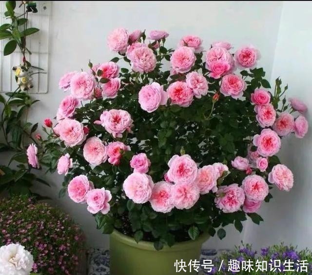 鸡蛋花|人养花、花也养人,医生喜欢养的八种花,家里养一盆,清雅又健康!
