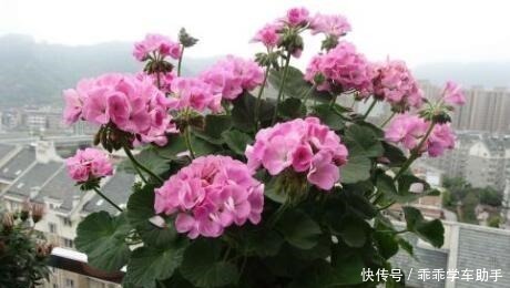 阳台养花就养它,耐热好养、开花多,夏天开到爆盆,像一个小花园!