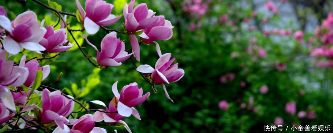 【诗词鉴赏】阳春三月,春日方好,不如在诗词里一起拥抱春天!