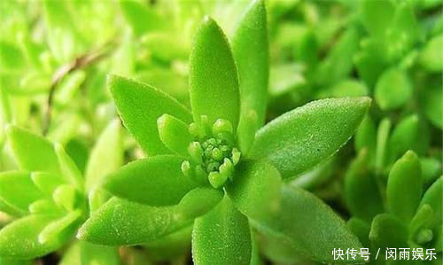 客厅养花,不如养盆垂盆草,生机勃勃,圣洁高贵