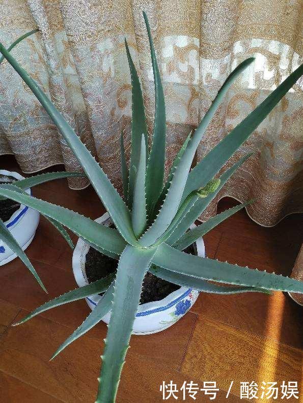 3种旺家花卉，养人养身心，家里有老人更要养