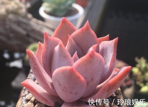 露娜莲|5种红色系多肉,灵气逼人楚楚可爱,人人见了都想养!