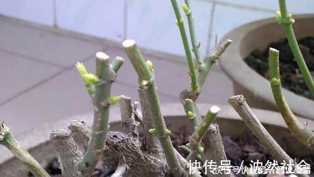 修剪|养茉莉花,只用了一个小诀窍,花开的又多又香,太赞了
