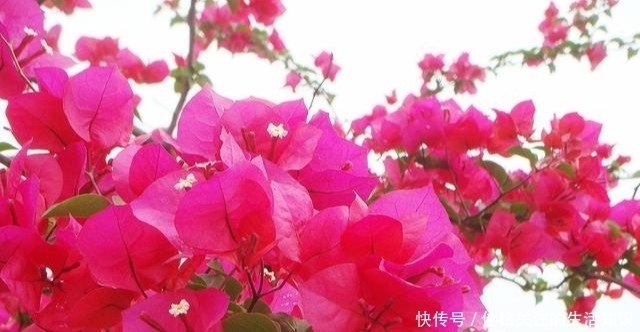 三角梅|三角梅有“三怕”,避开安全度夏,冒新芽齐开花,养成盆景小老桩