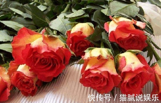 新手养花就养盆“彩纸口红”，花开似唇彩，娇艳欲滴，适合盆栽养