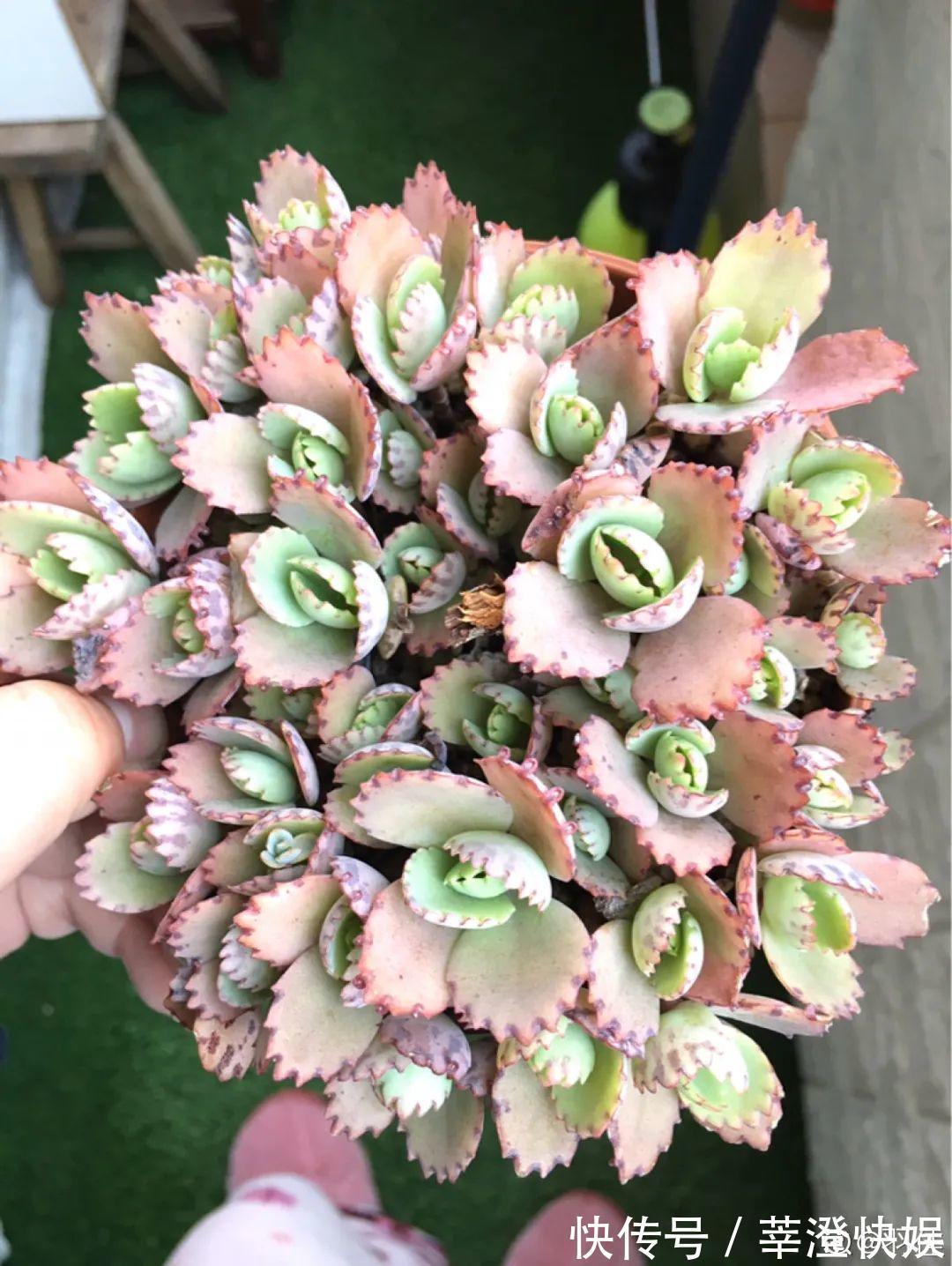 “折腾不死”的10种花,咋养都爆盆,懒人最适合!