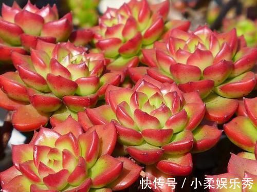 花友|5种多肉颜值很高却爱徒长穿裙子,让花友又爱又恨,新手要慎选