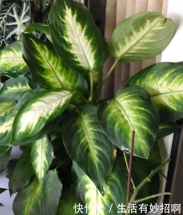 10种花,春天不能晒,躲屋里最安全!10种花,春天不能晒,躲屋里最安全!