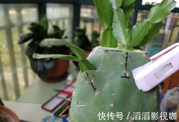 季节|嫁接蟹爪兰最好的“季节”,仙人掌割一刀,插上蟹爪兰,飞快开花
