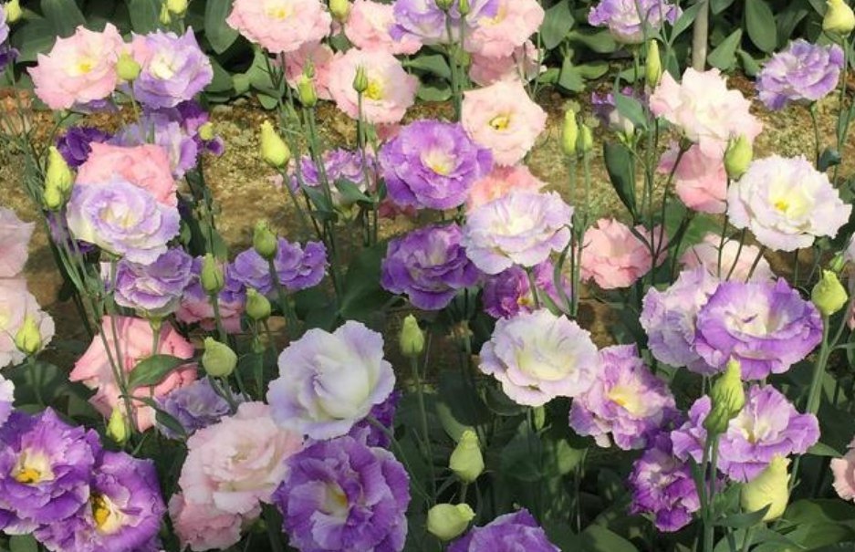 花海|4种花最喜欢夏天,不怕热,不休眠,越晒开花越旺,美成花海