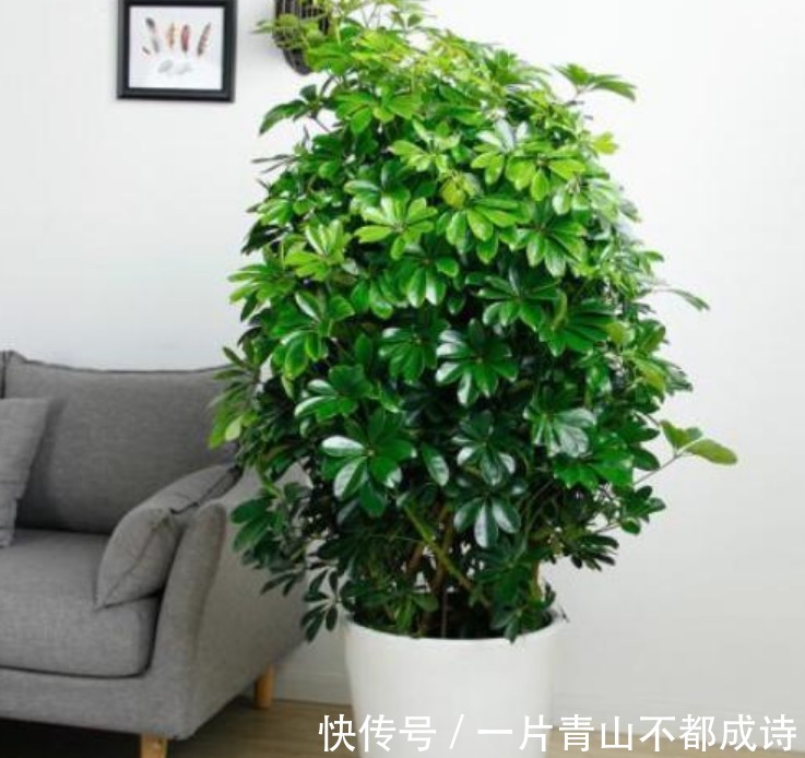 人养花，花也养人，“3种花”家养里，空气清新，还有助于睡眠！