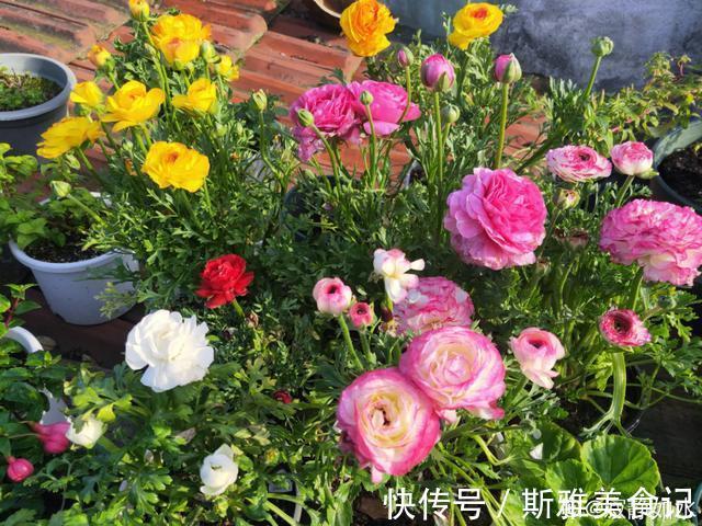 种花|9种花，天热会“假死”，千万别丢了，秋天就苏醒