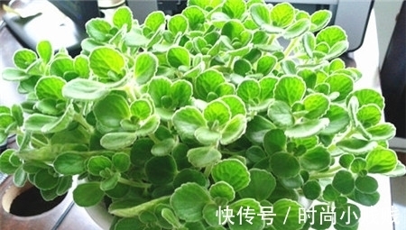 六种花是有名的“生活小帮手”,建议养一盆,以备不时之需