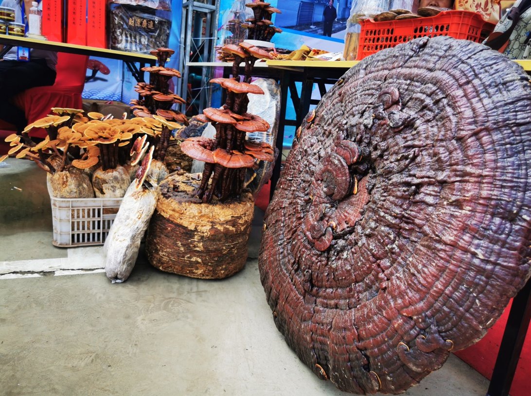 中华医药|中国（冠县）第四届灵芝文化节开幕