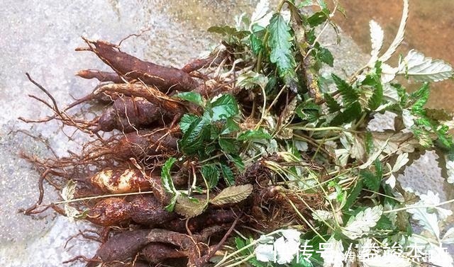 白草|根似“人参”味道甘甜，乡下小孩挖它当零食，如今30元有人收！