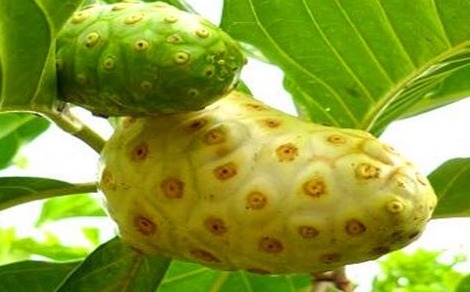 南瓜|女性养生,推荐常吃的食物,滋肝明目,健脑益智,滋补身体