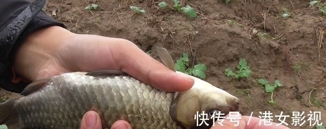 鱼星|秋冬季节传统钓,打窝后不要立刻下竿,这说法靠谱吗