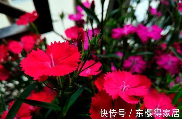 就算不小心枯了,也要重新养一盆的6种花,因为实在太优秀