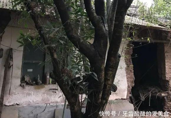 仙人|养花达人:38年前,掏家底儿买的2盆花,1盆被偷,1盆传给孙子