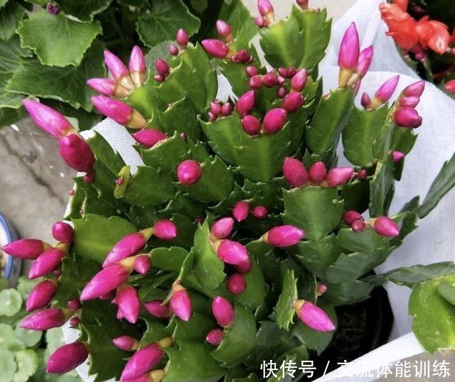 蟹爪兰养起来真省事,来点药水肥,花色明亮叶绿如油!