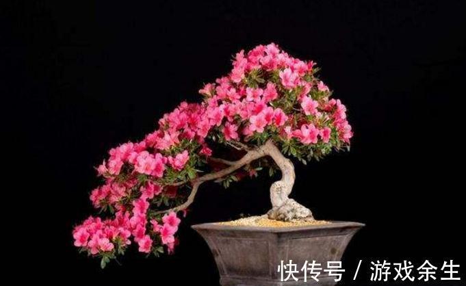 杜鹃盆景开花少怎么办,原来花农常用几个方法,让你花开不断
