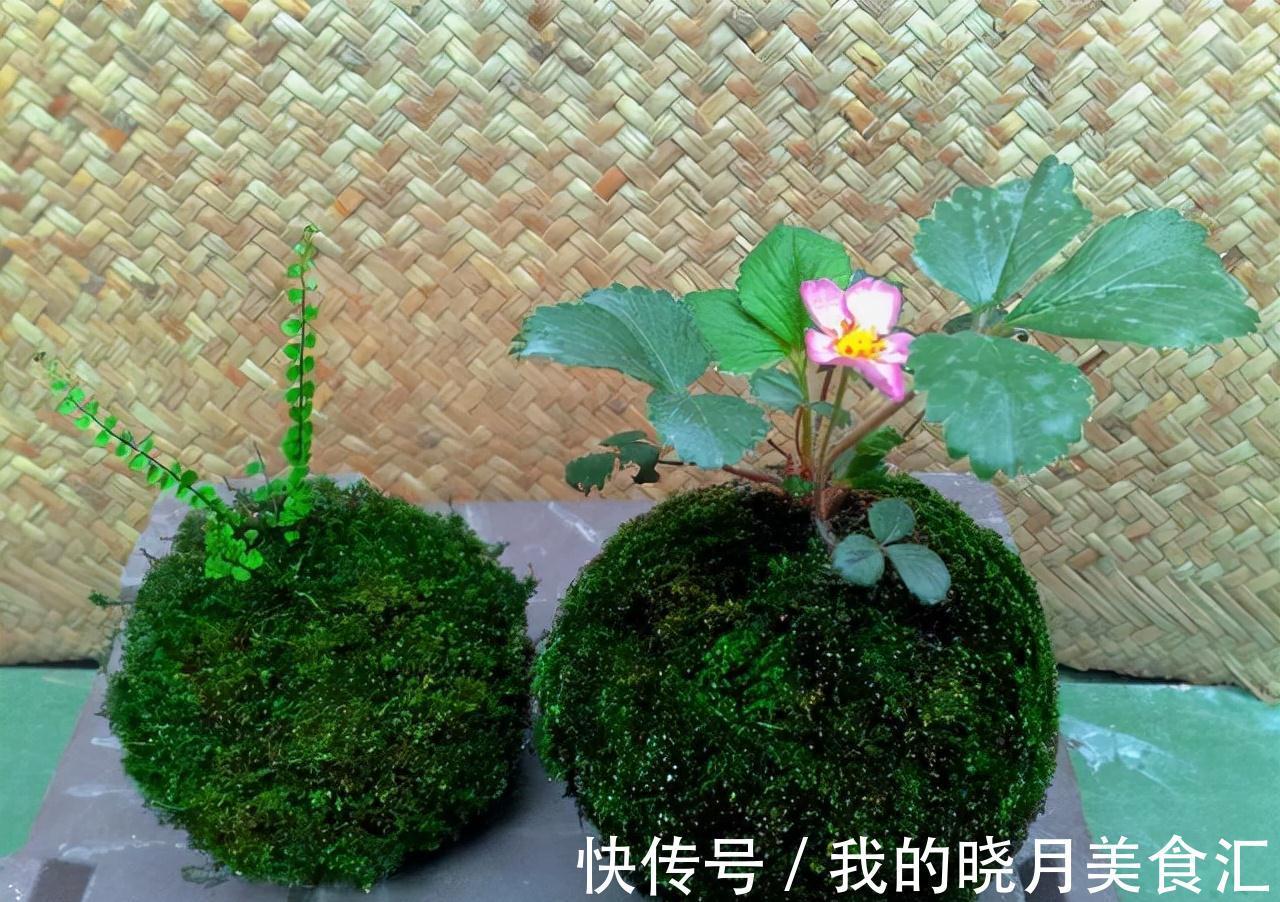 苔藓盆栽3大玩法,随地取材还不花一分钱,好看更好养