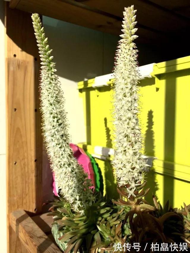 石头缝里的“野多肉”,看到挖几棵,种盆里,能长一大片,美死了